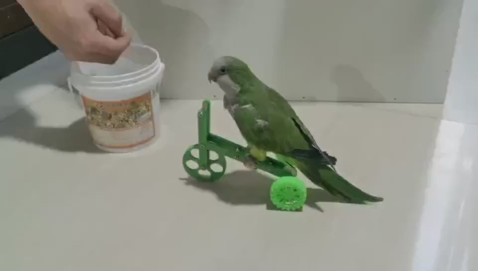 Parrot Toy Training Bicycle Bird Training Supplies